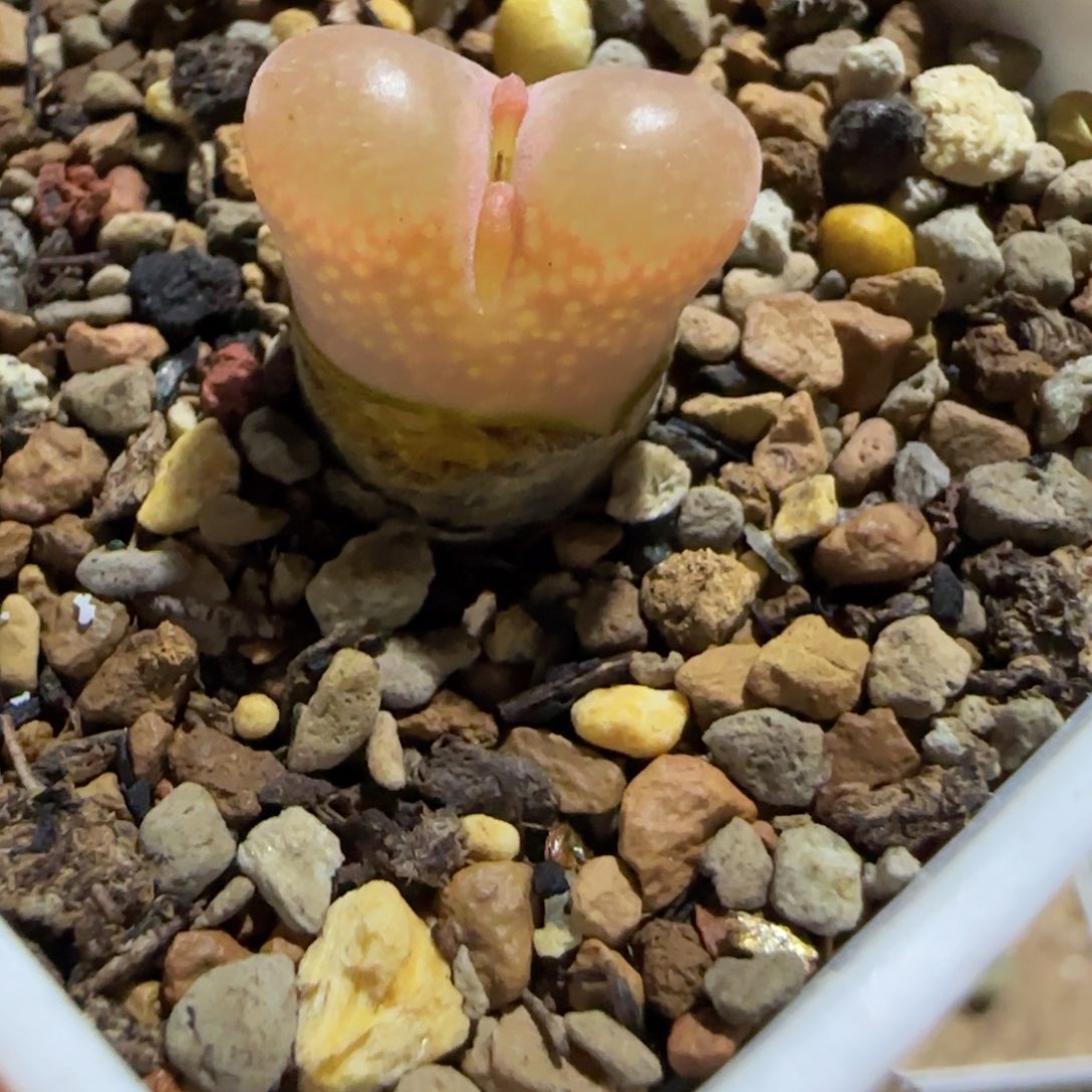 .***এ凄凄切切地在一起了吗哈哈笑的