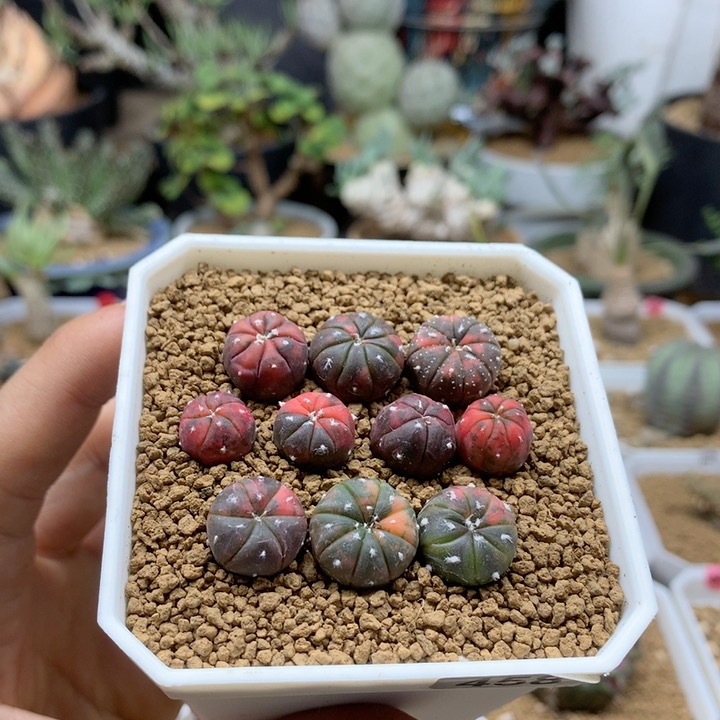 小兜锦实生10颗带盆1cm