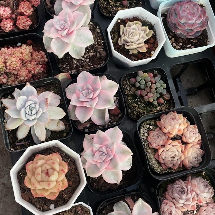 紫乐锦12.8一盆8888888