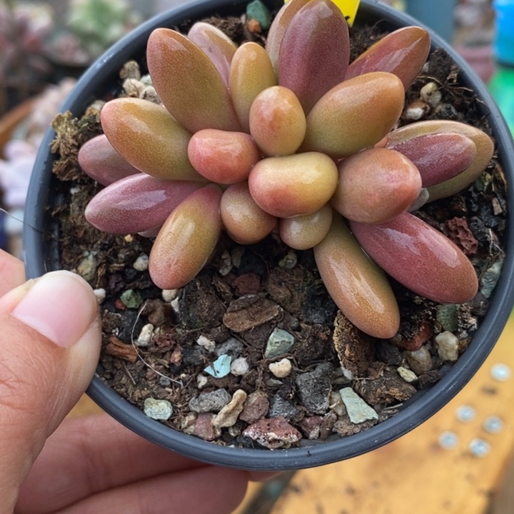 639号糖果美人朵朵小树啊无锦苗