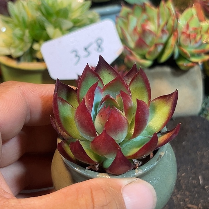 惊鸿一物一拍包装收缩花旱