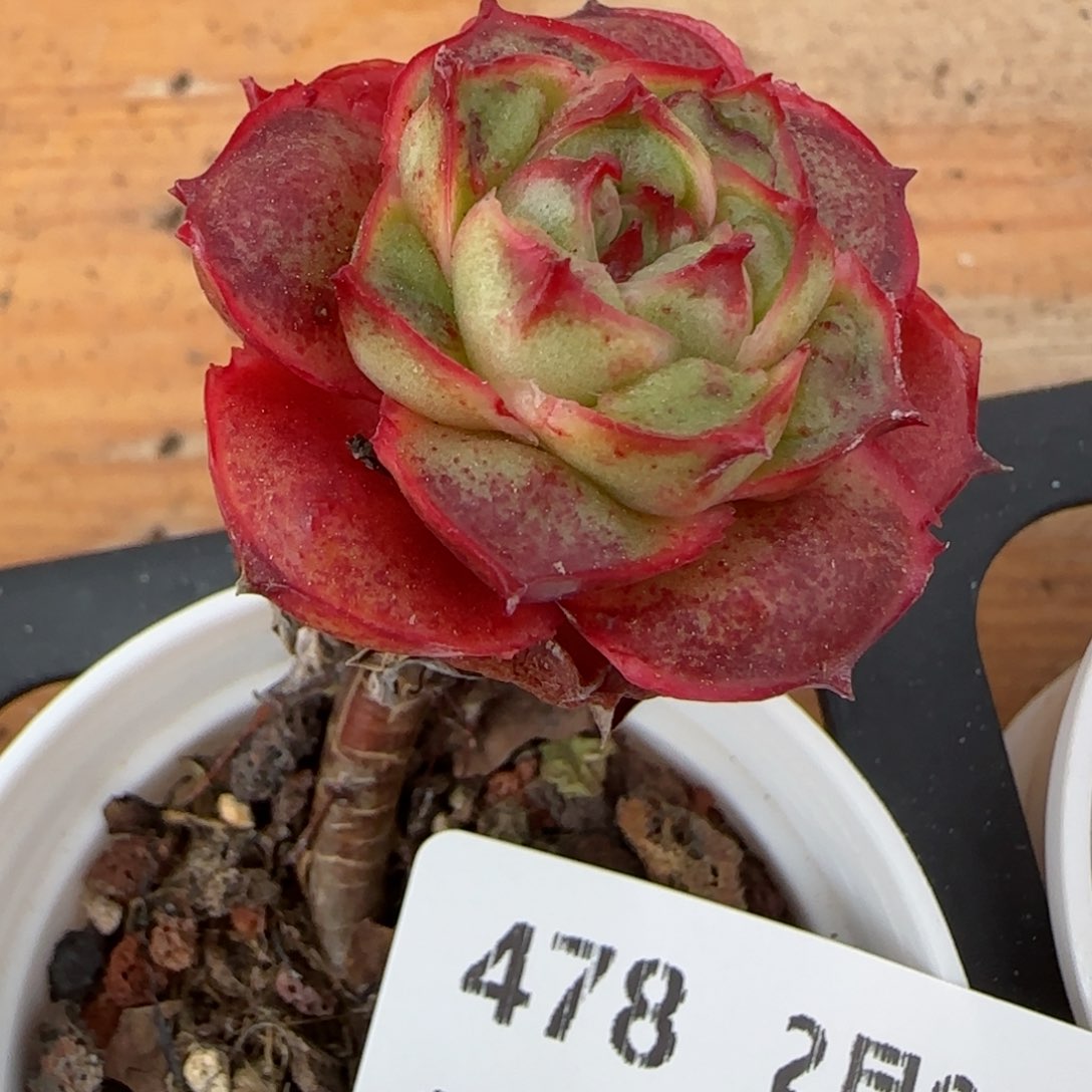 花语逸镜0205-478