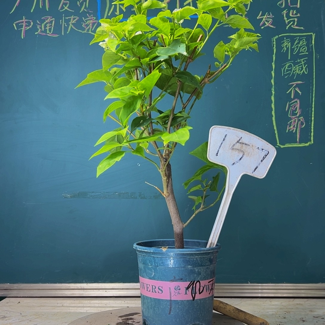 当前无花栽培后可以开花粗杆 广红樱 157