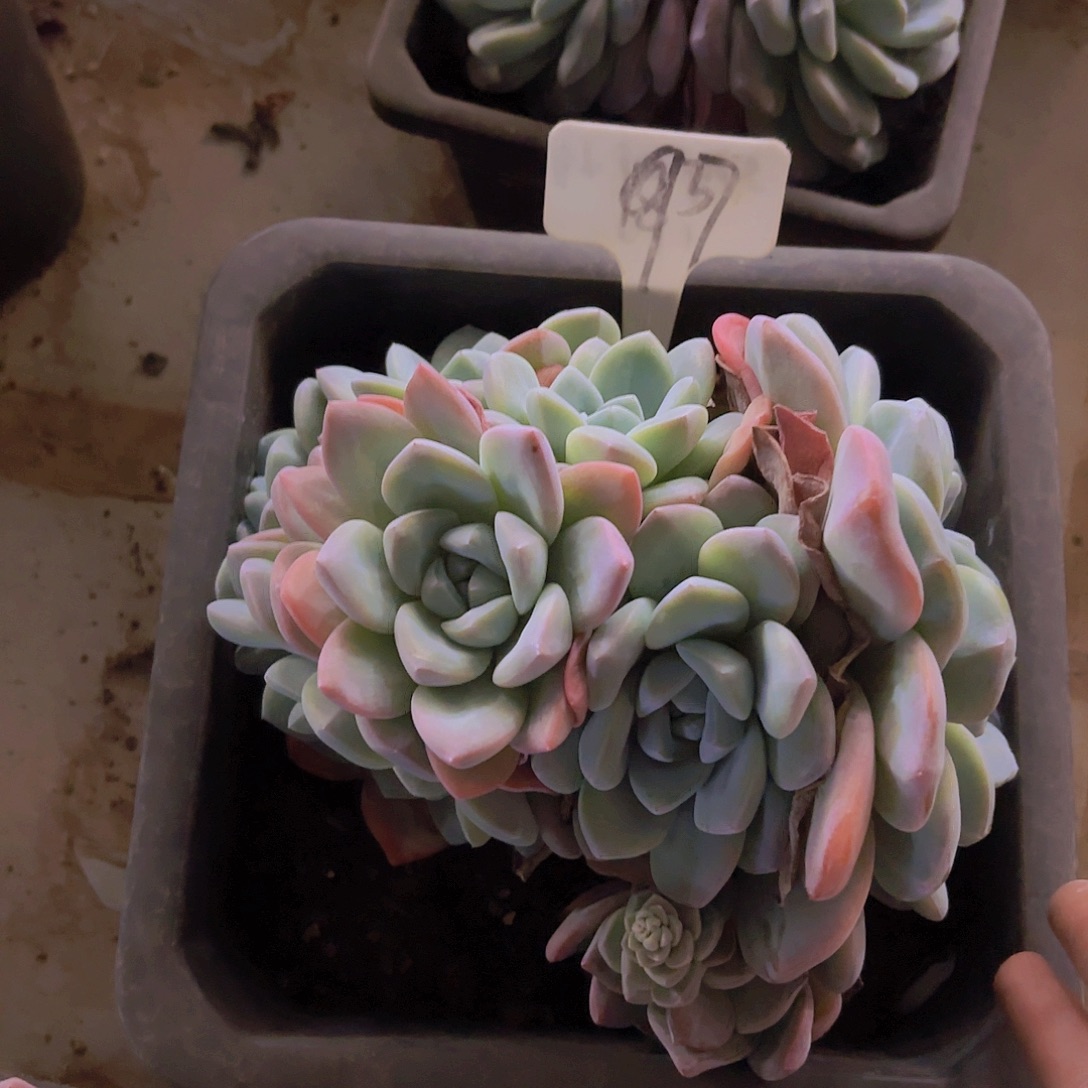 云南省金致家精品多肉