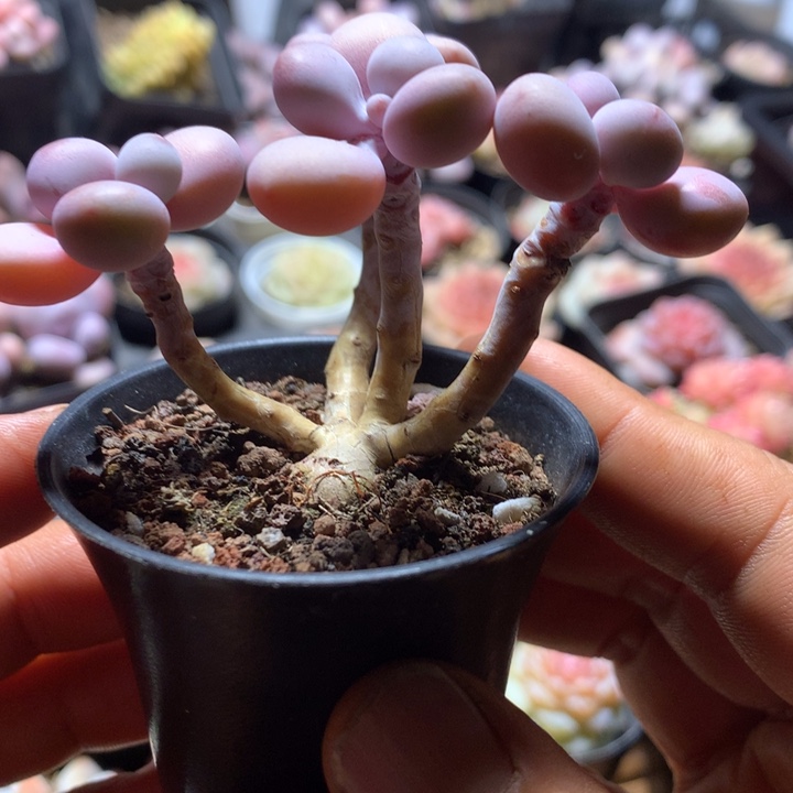 桃蛋群多肉一物一拍