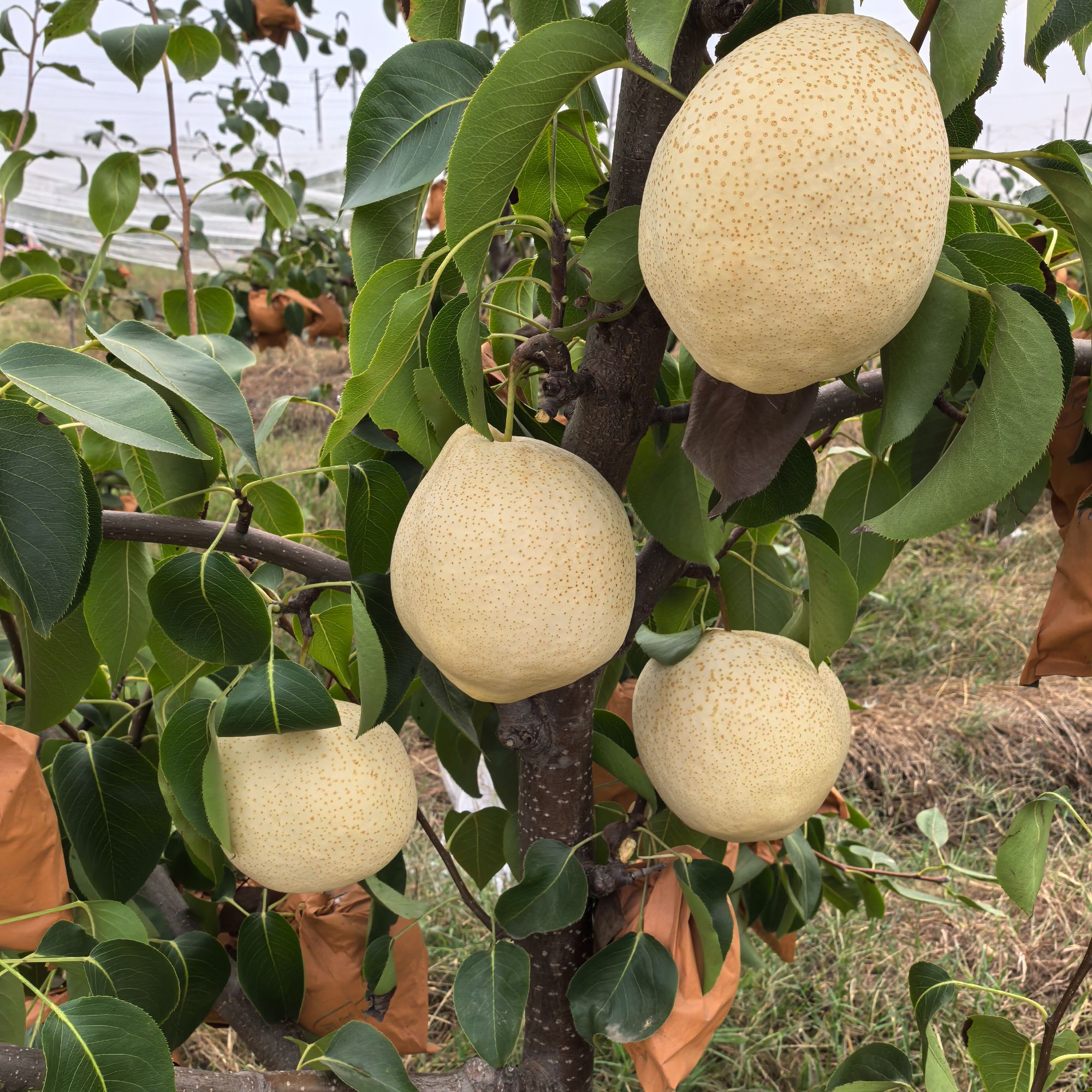 山东山农酥梨脆甜多汁新鲜水果当季应季现摘现发