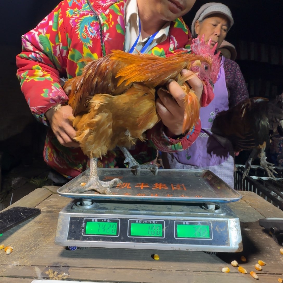红瑶鸡农村土鸡024
