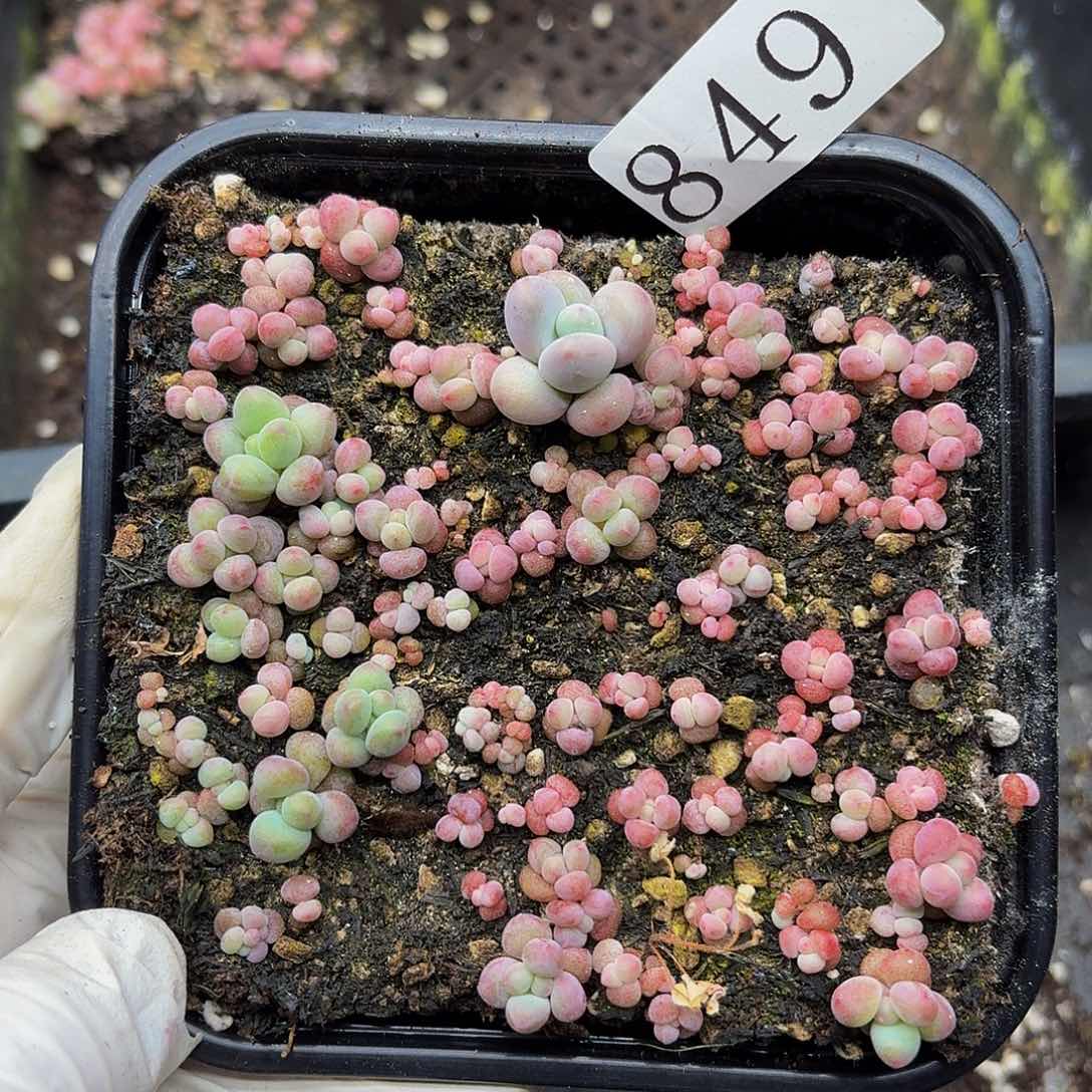 多肉植物多肉植物849