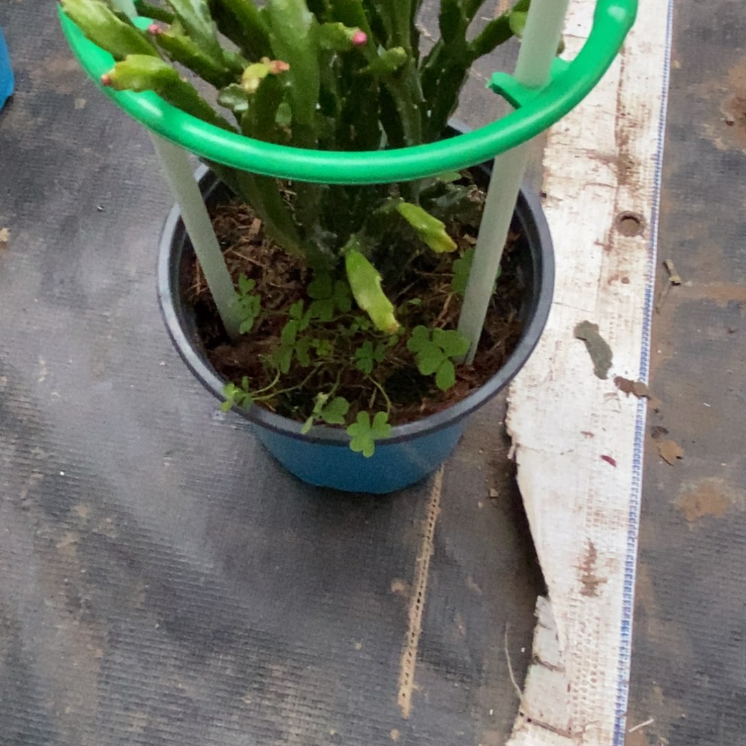 @***涛完全开放福利款单层