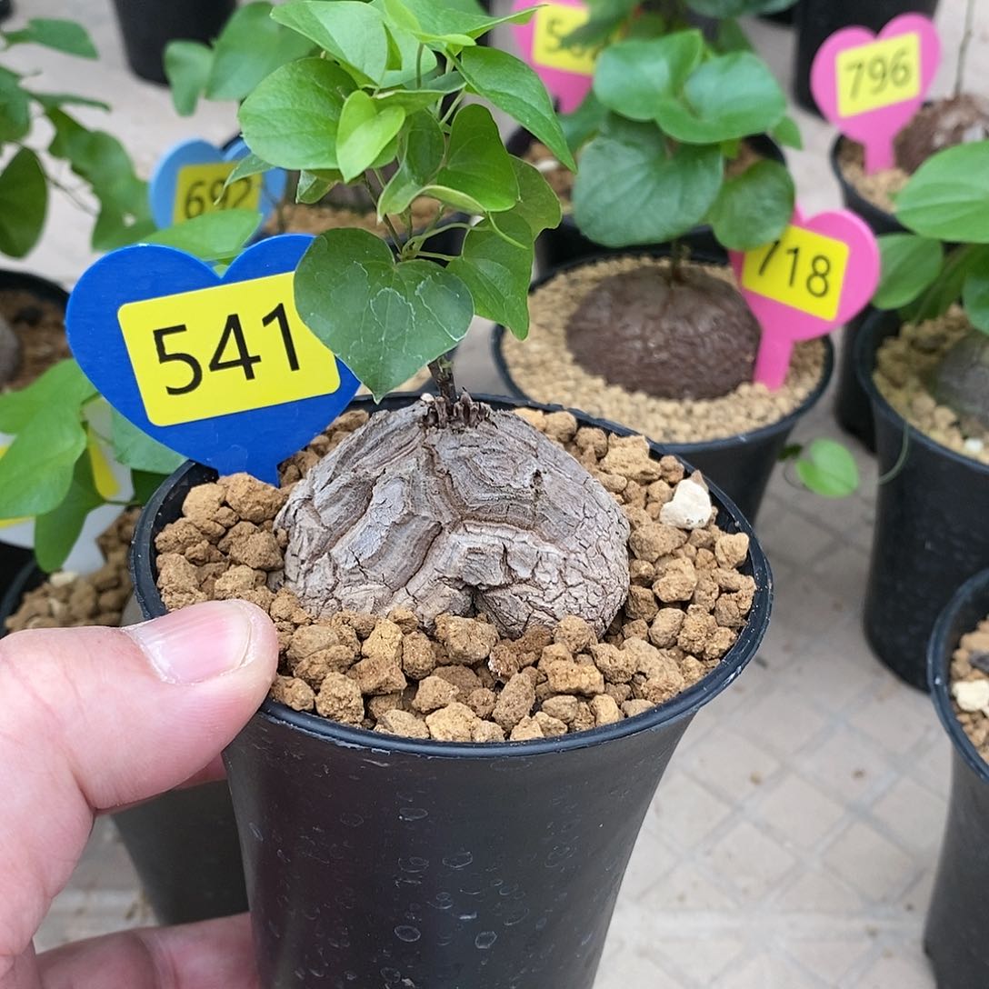 南非龟甲龙龟甲龙