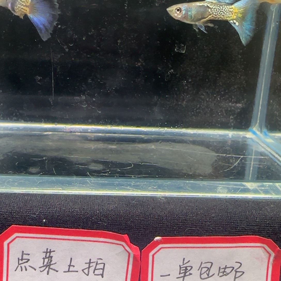 精品紫狮孔雀鱼2对包邮