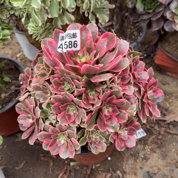 满20包邮，586粉女妖