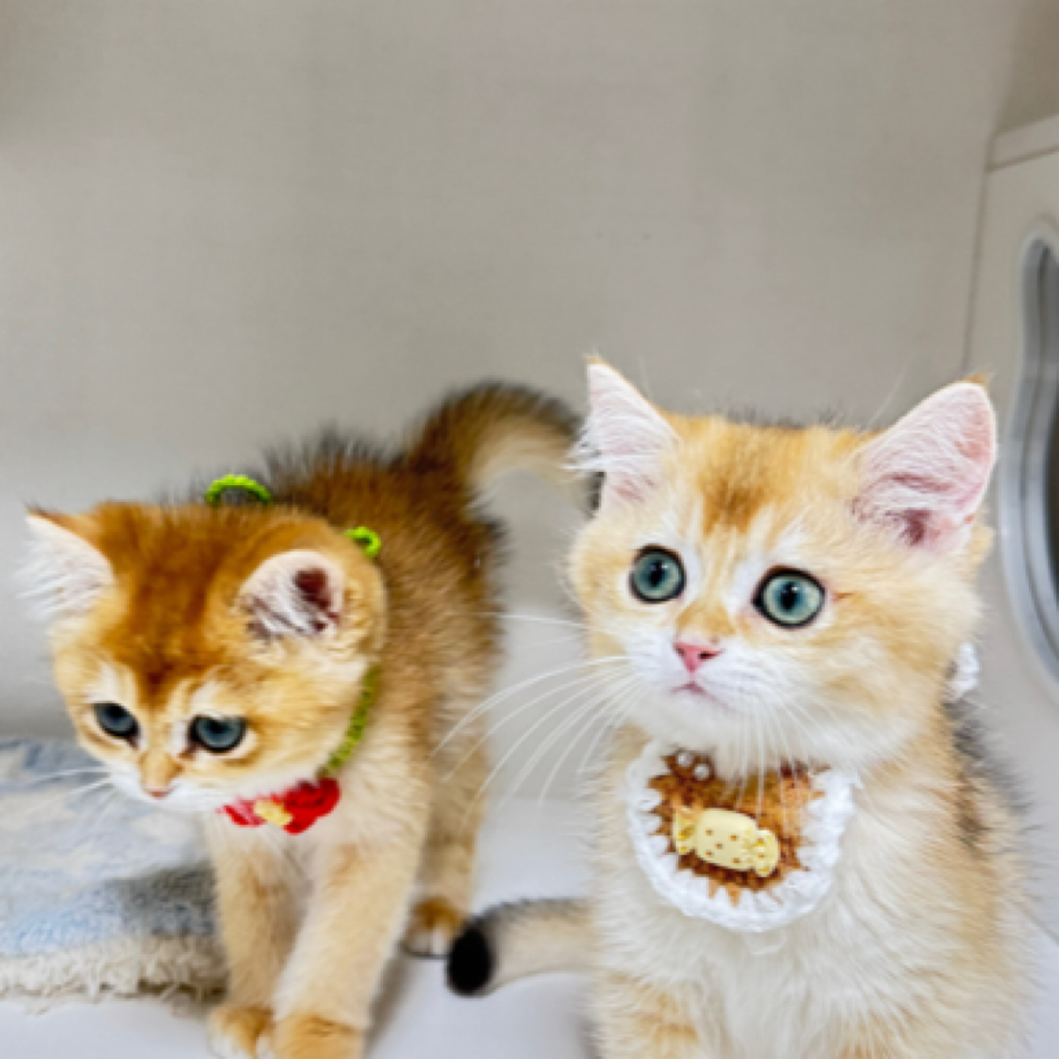 （活体）宠爱喵猫咪活体通用链接 小猫