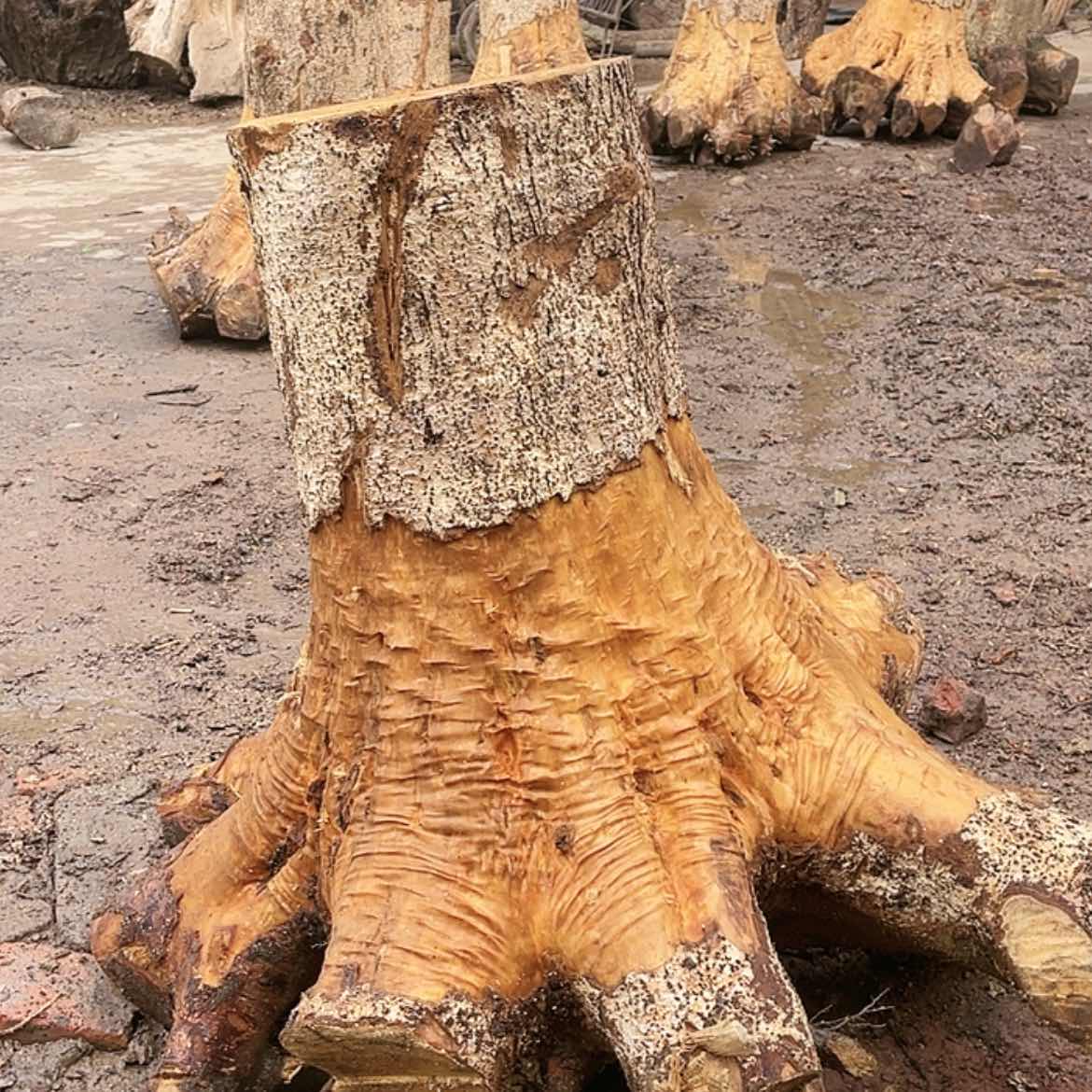 【闪购商品】小叶桢楠金丝楠木树头，一年半过后发货