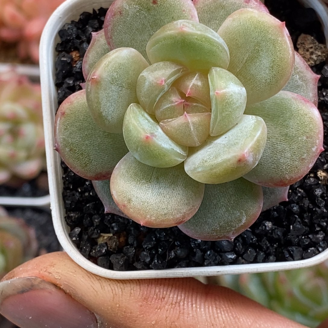 天官赐福百无禁忌