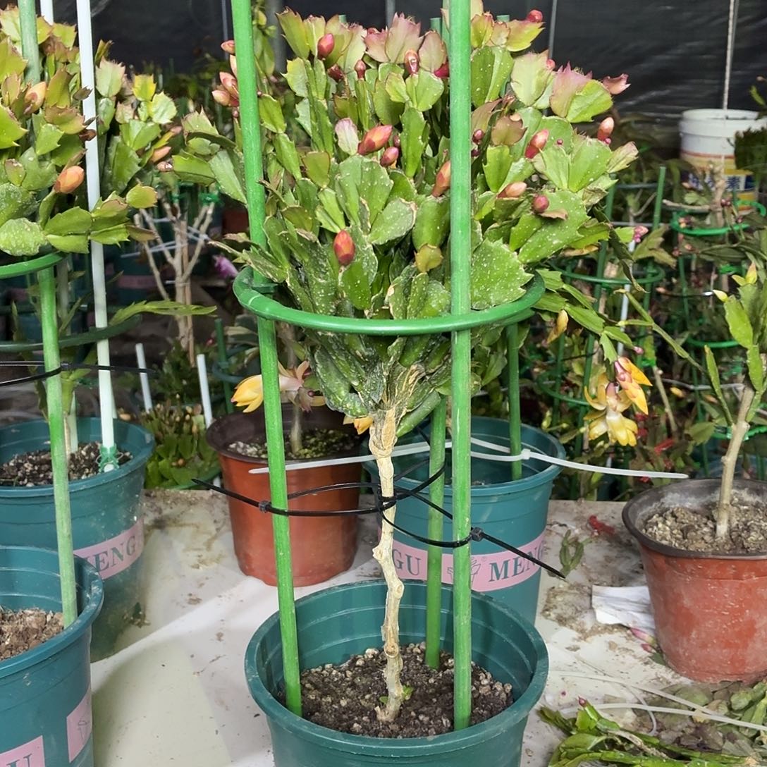 与***行无花朵冷艳好友叶仙嫁接金黄色