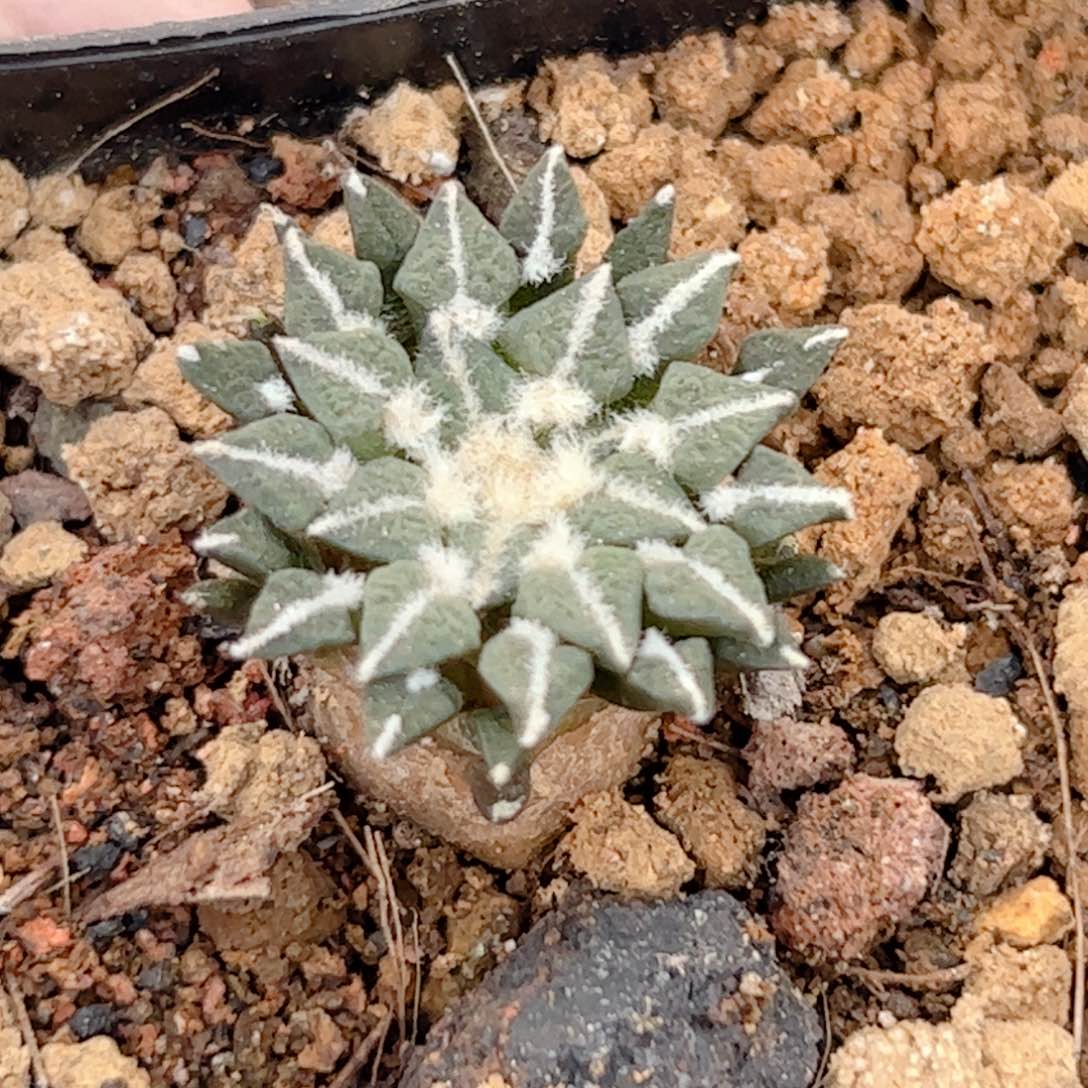 实生 姬牡丹仙人球