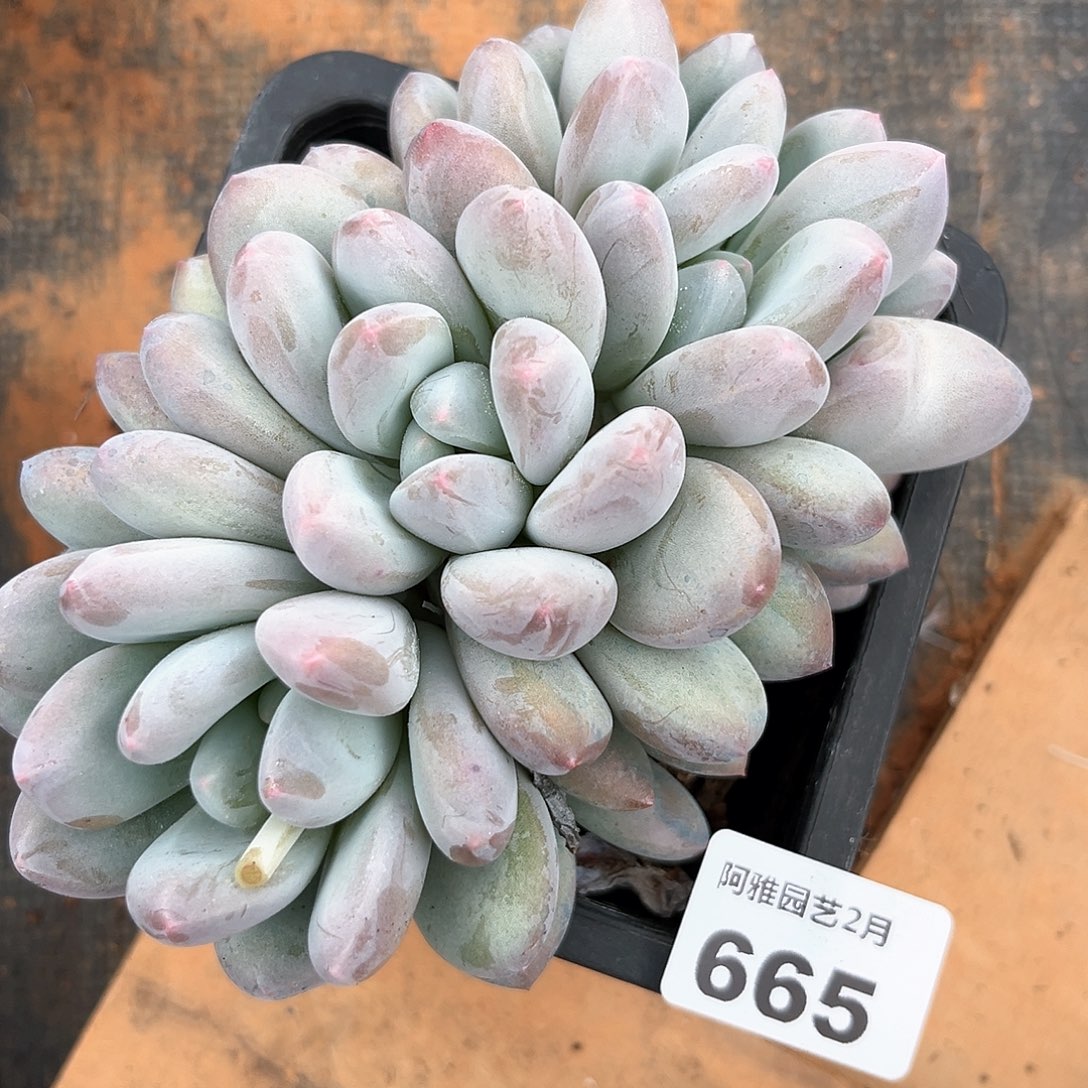 阿雅园艺。      665