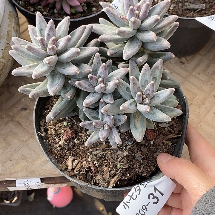 ****期小七夕多肉凤羽31