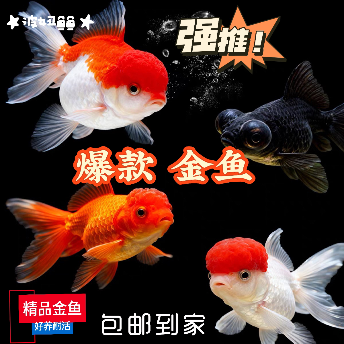 【巨无霸】7只 赛级超大金鱼包邮人工精挑 冷水观赏鱼 9-12品种混搭