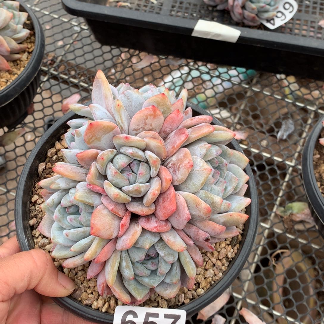 657橙子多肉植物