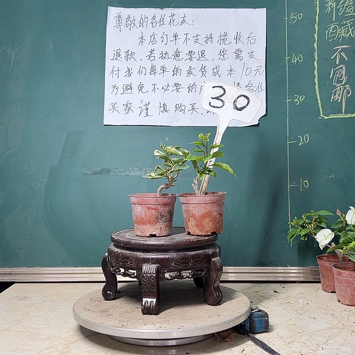 萝***高完全开放 白雀掌中宝 橙色条纹掌中宝 30