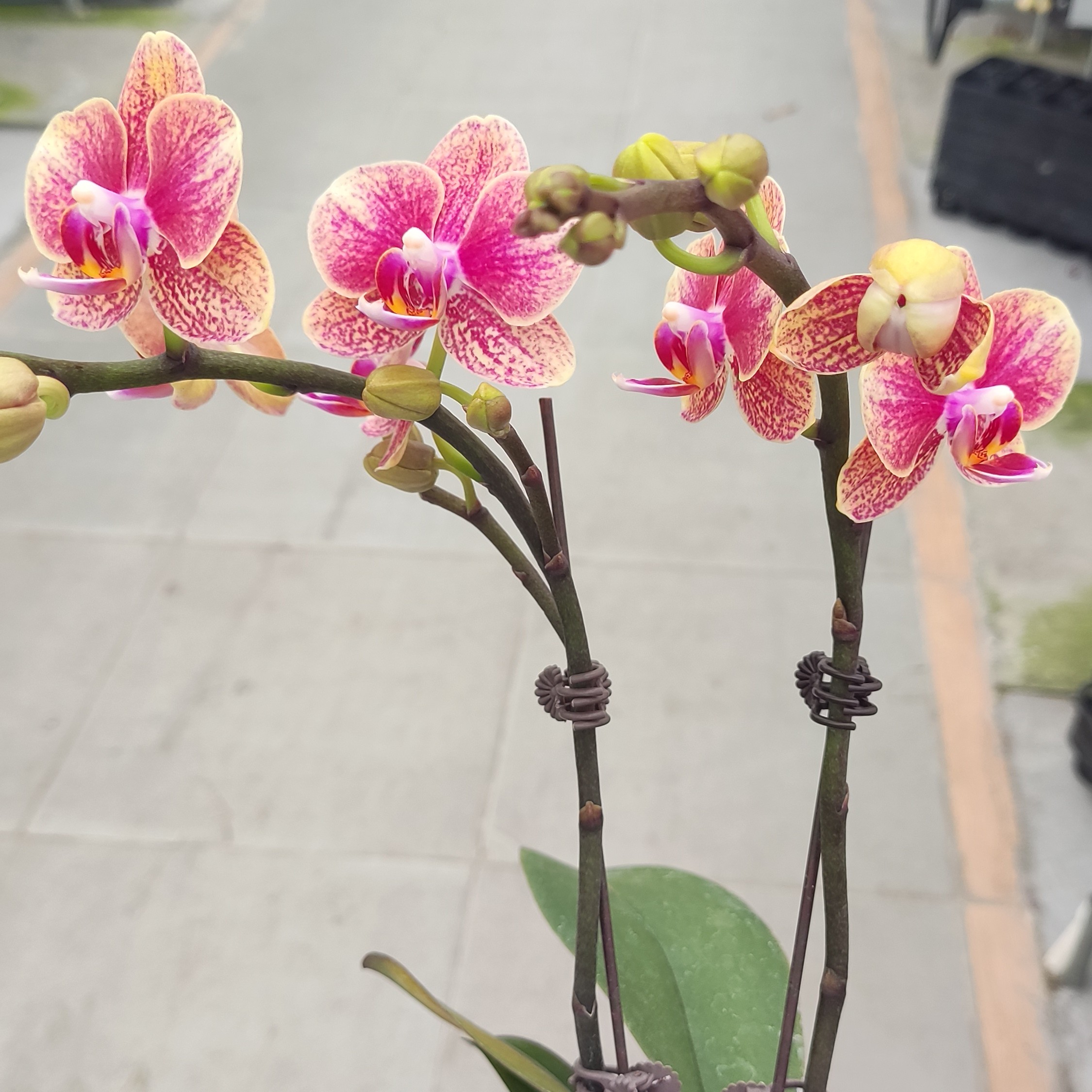 《金蝶》又名聚宝盆 橘红色系蜡质花蝴蝶兰好养耐开花期长室内花卉