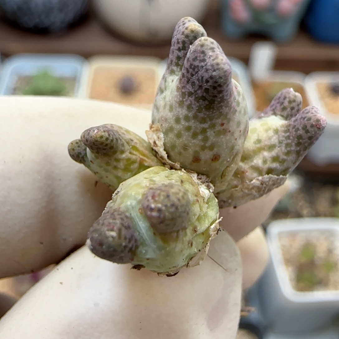 790鹿角斑马福利