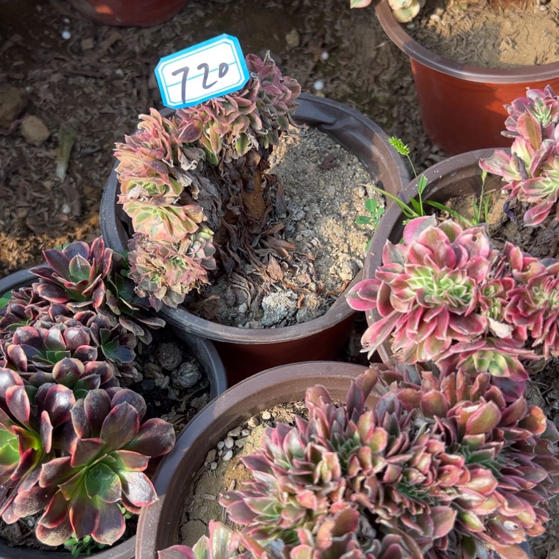 720雨荷缀化多肉植物法师