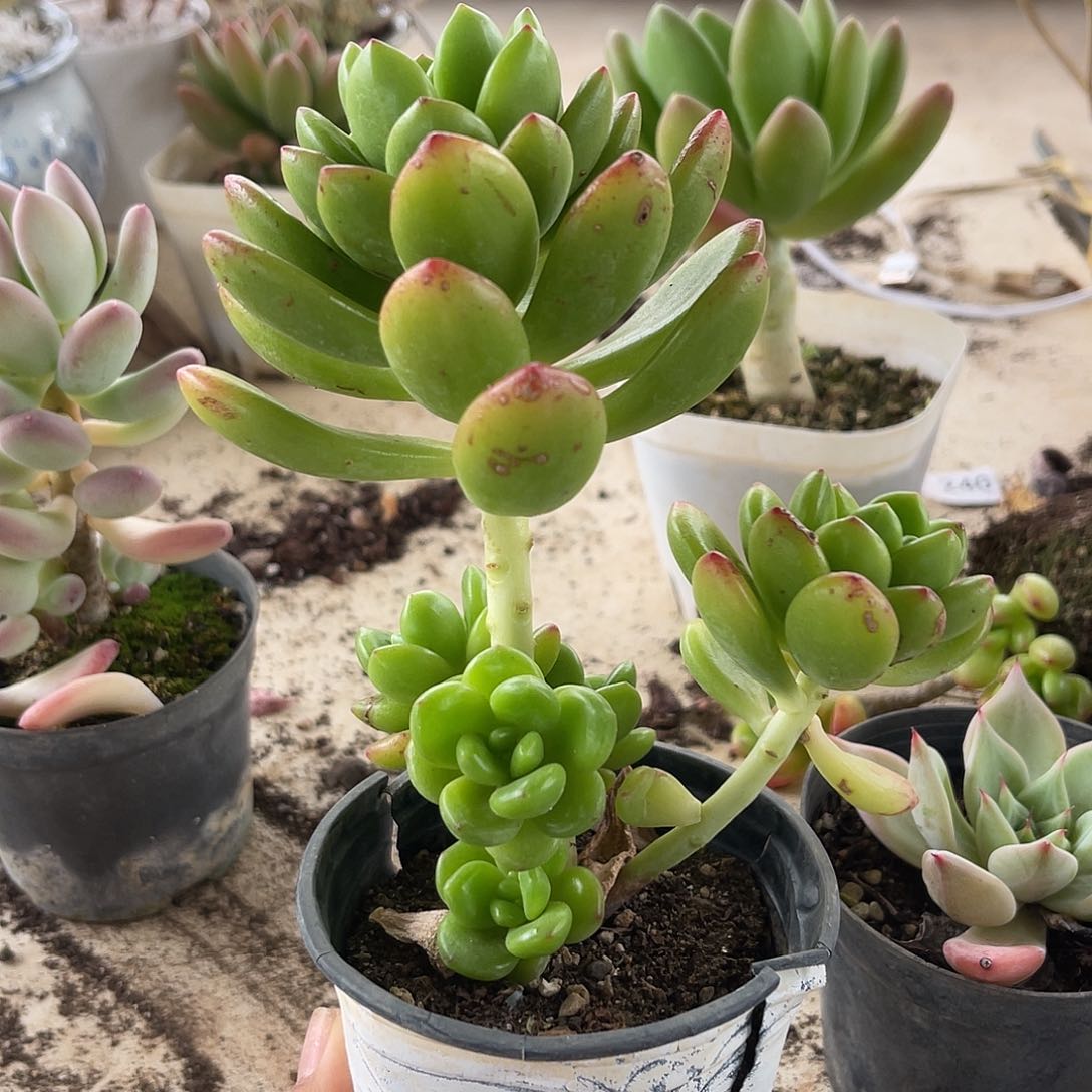 玉凝。  380。 1111111