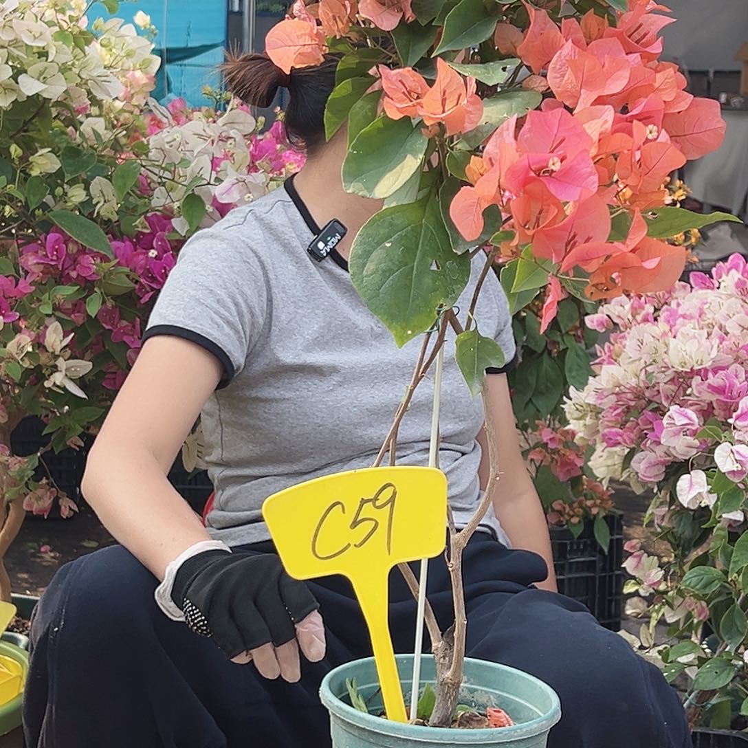 蜜***i大部分花苞少量开放C59波妹