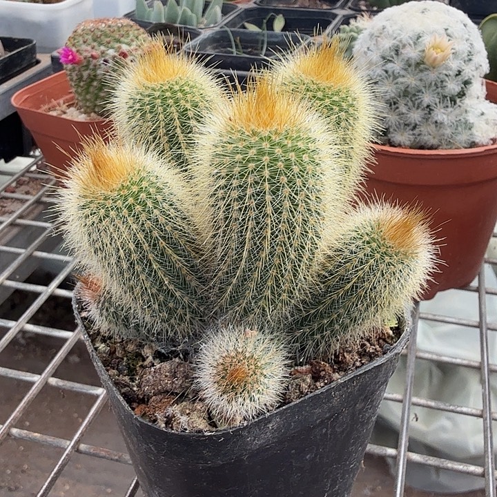 实生金丝猴群7仙人球