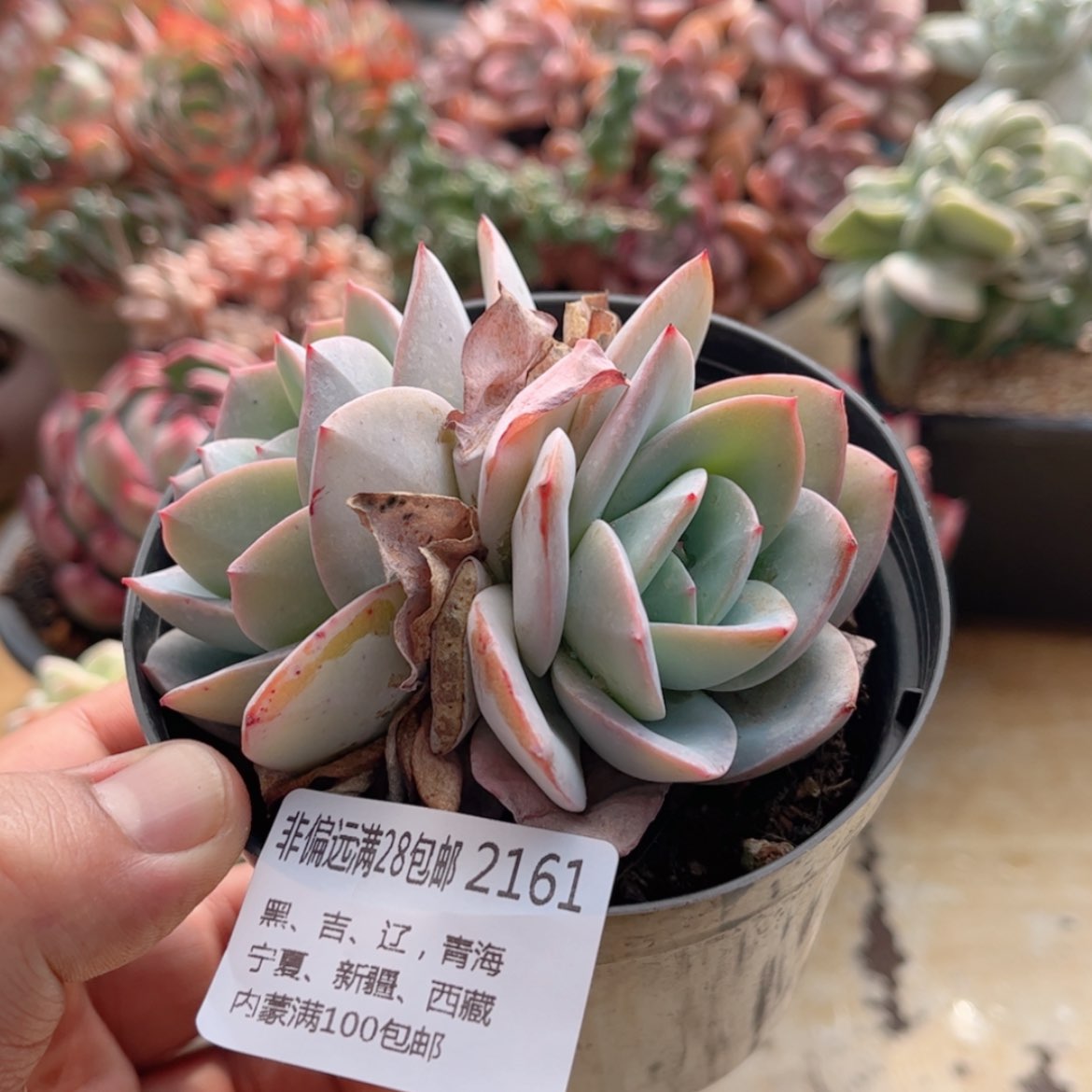 【闪购商品】2161布鲁蓝