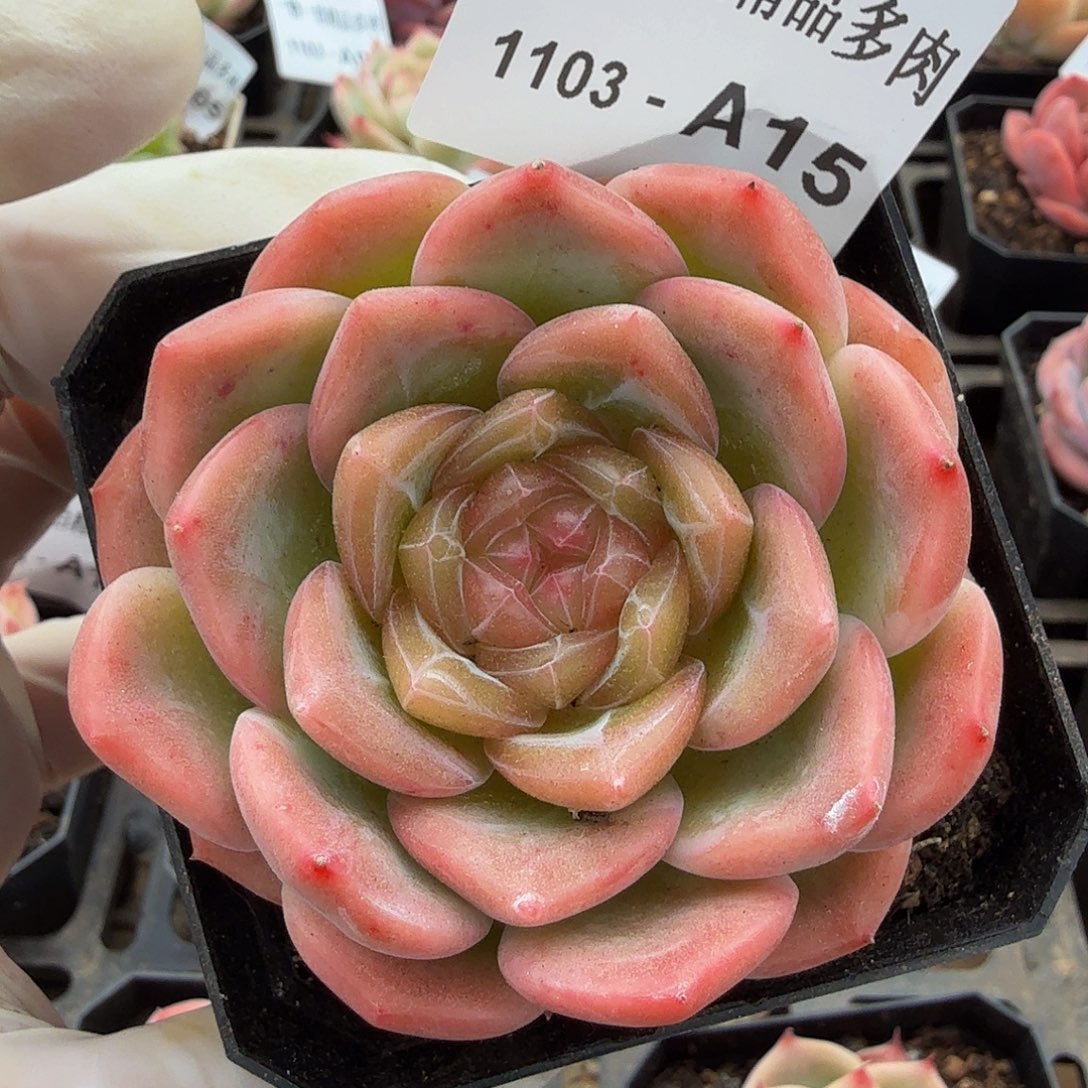 1103-A15单颗多肉珍妮