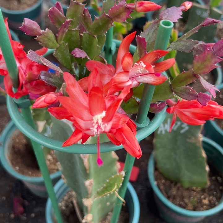 用***650号胭脂红色单瓣，