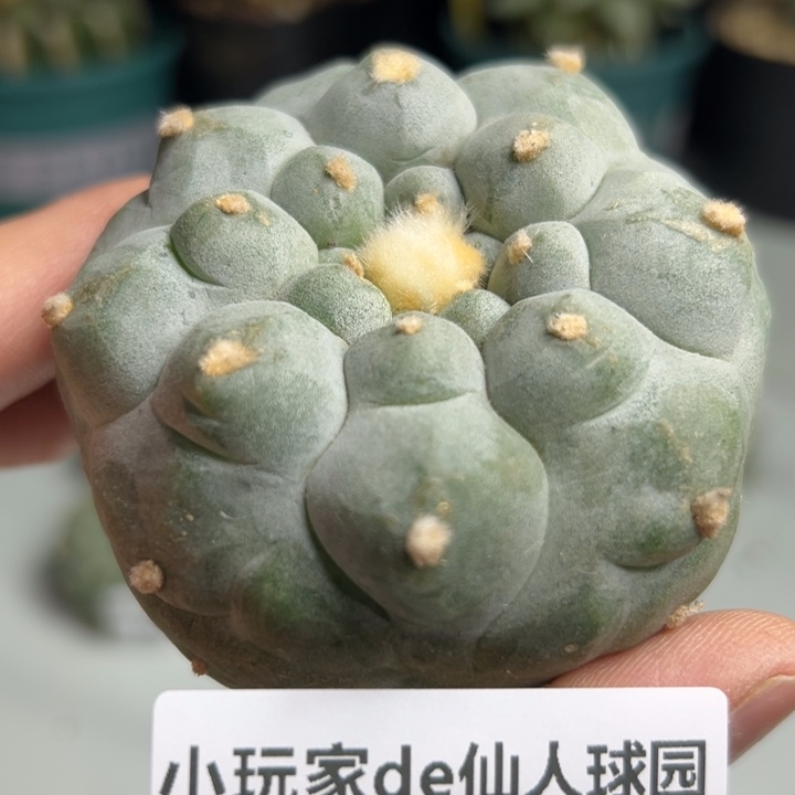 411可节后发货 可帮发根