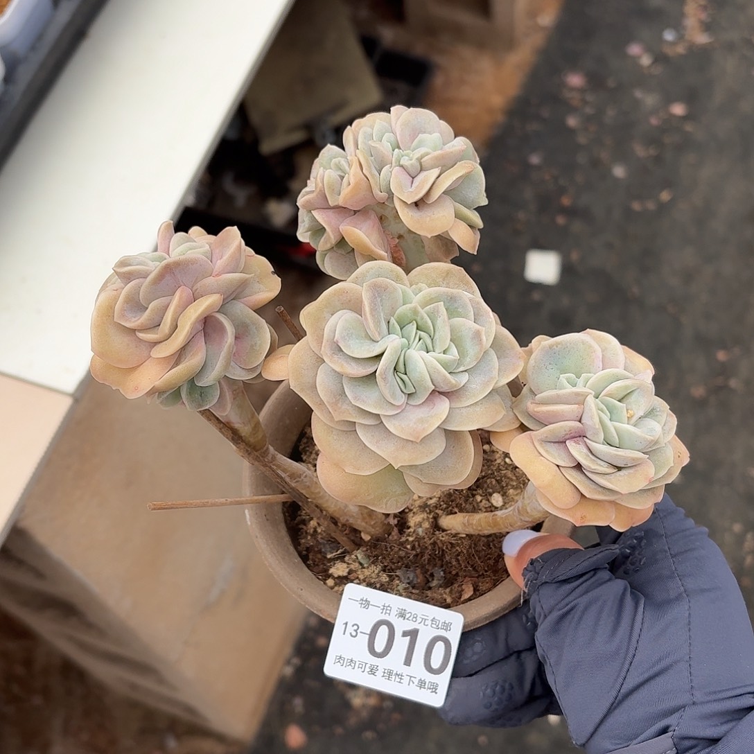 可爱玫瑰缀无盆土发货