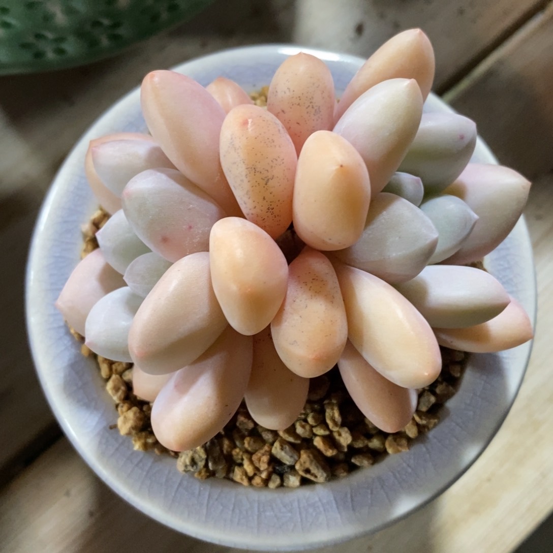 自助下单一物一拍，年后发可寄养问主播