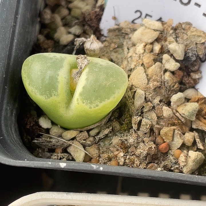 15-109胖虎风铃多肉植物