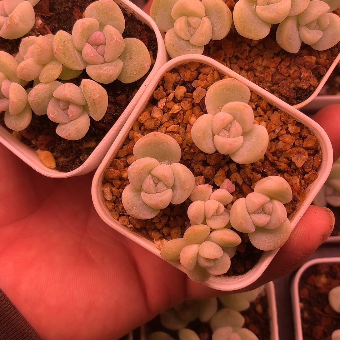 多肉植物一物一拍