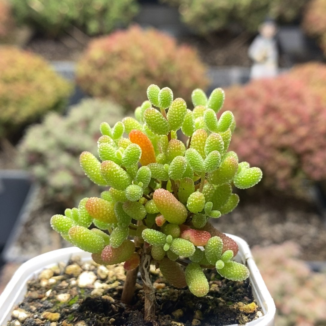 蜜橘糖球8150枝干番杏