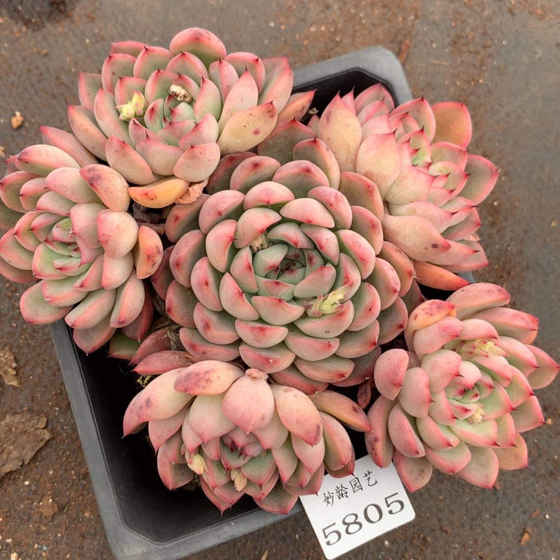 5805杂交多肉老桩