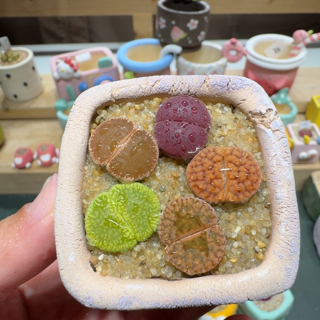 红陶蘑菇247彩拼