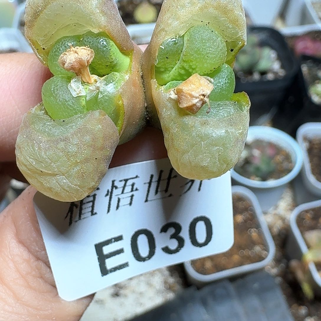 030号多肉植物哇c