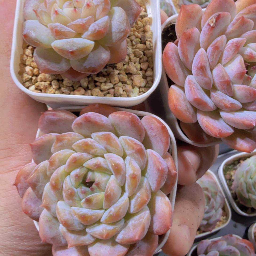 精品收藏糖心珍妮三盆