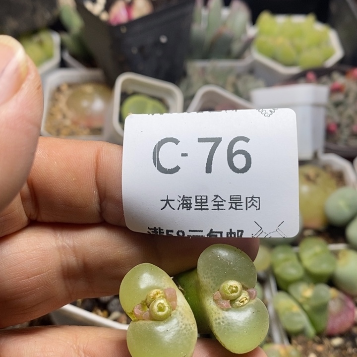 @***感5356666999999999999999