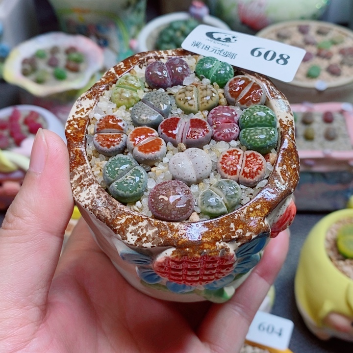 生石花花花花花花花绿绿608