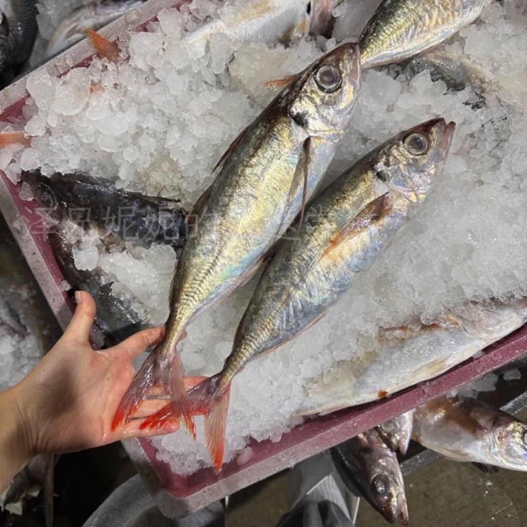 汕尾本港野生照灯巴浪鱼天花板 红尾巴浪鱼