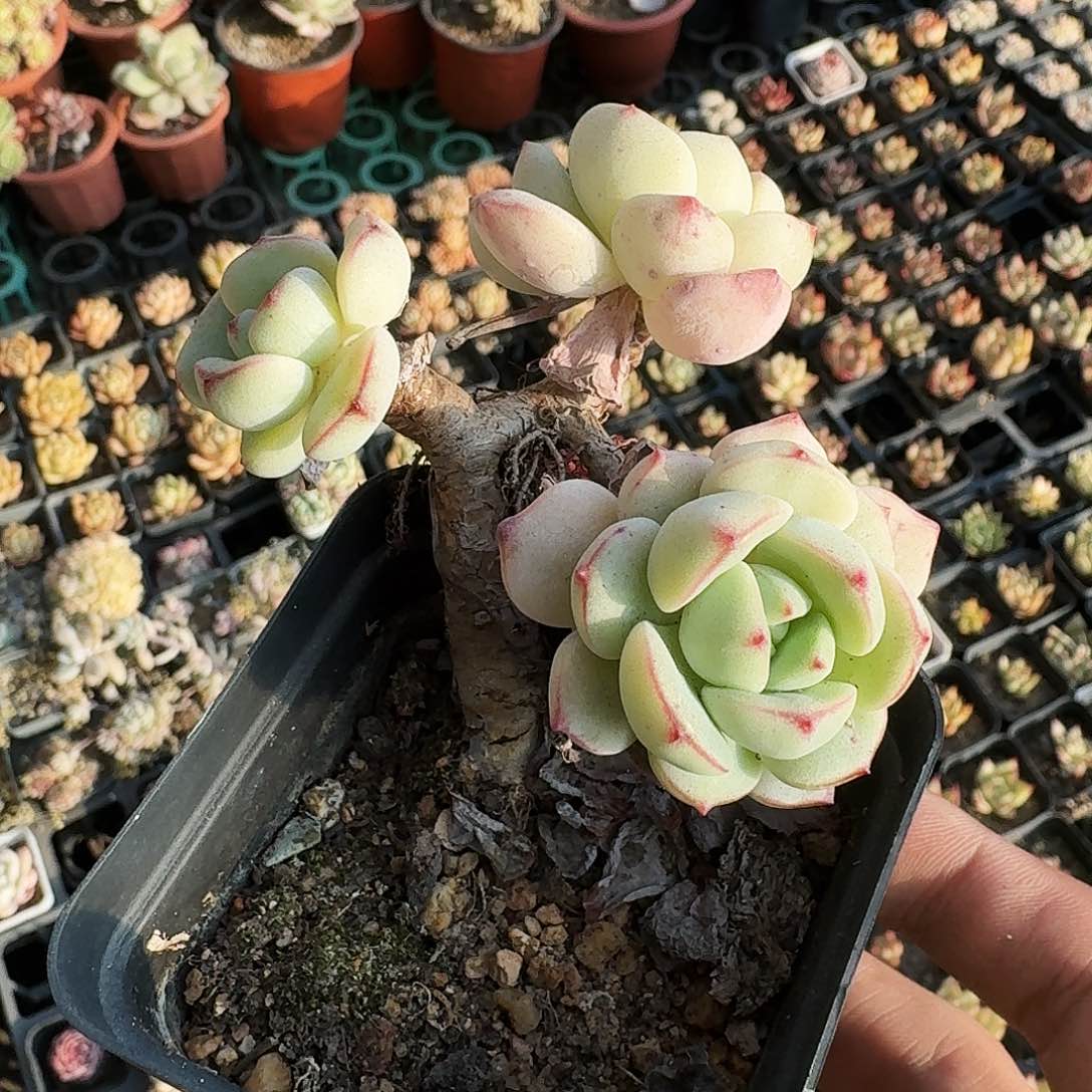 鑫***姨哈哈哈哈哈哈哈哈