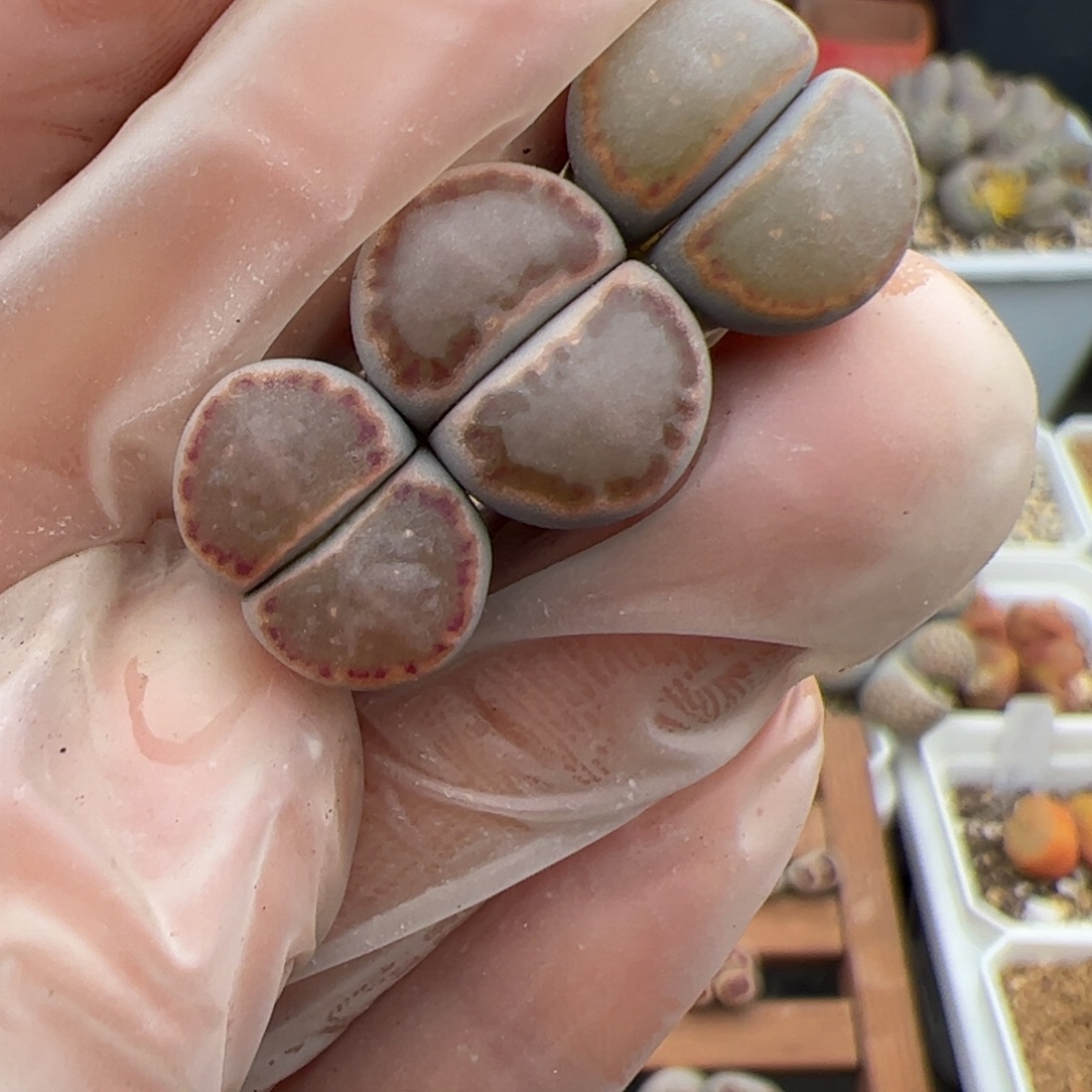 干***笑大观3个 多肉植物